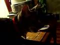 videos de Panting Cat