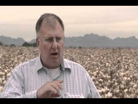 how to grow cotton
