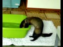 bathe of my ferret Frida - il bagnetto di Frida la furetta bathe of my ferret Frida - il bagnetto di Frida la furetta