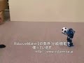 Catch Ball Robot RB2000（Autonomy）