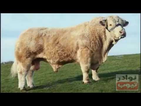 ثور نادر وعجيب