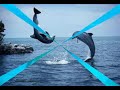gentil dauphin