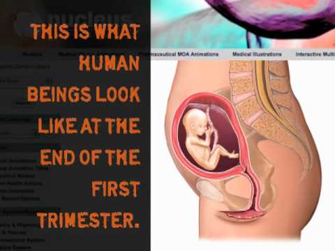 Click here to view on youtube