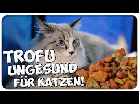 Trockenfutter schädlich für Katzen! Warum man seiner Katze kein Trockenfutter füttern sollte!