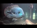 this is my georgeous fully grown oaxaca cichlid called monster munch. he's 10