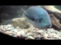 this is my georgeous fully grown oaxaca cichlid called monster munch. he's 10