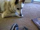 Lacy and Pasta 2