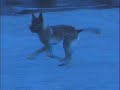 sublime canine video sublime canine video