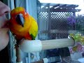 Echo Sun conure talking again!
