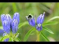The Gentian and the Bee