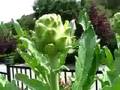Artichokes of 2007