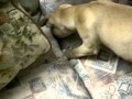 Dog burying bone in couch