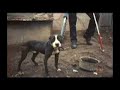 Mike Vick Fighting Pits Dog fights football NFL Mike Vick Fighting Pits Dog fights football NFL