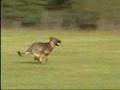 PERFEKTION DES HUNDESPORTS
