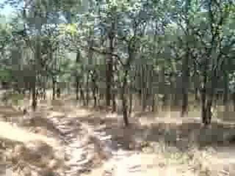 The Road To Mupena