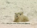 Polar Bears and Drilling in the Arctic Polar Bears and Drilling in the Arctic