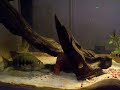 Ptychochromis grandidieri pair protecting eggs Ptychochromis grandidieri pair protecting eggs
