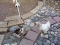 Pollos maderos