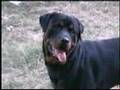 Rottweiler video