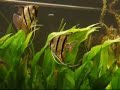 angelfish deviding the tank