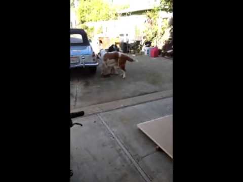 4 Week Old Saint Bernard Puppies Living in Sacramento CA 95817