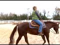 How to Canter or Lope a Horse : How to Lope a Horse