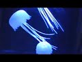 LED Jellyfish Mood Lamp LED Jellyfish Mood Lamp