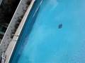 brutality on a pool