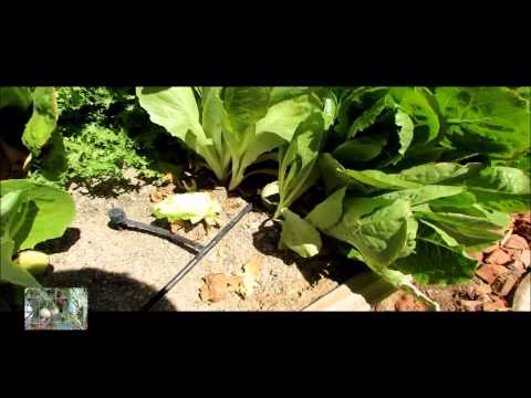 how to harvest escarole