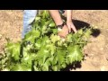 Poda en verde de La Movida en Cebreros