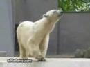 oso bailongo