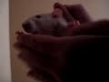 Rat et antibiotique