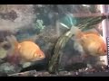 Mis peces, Dos Goldfish y un plecostomus
