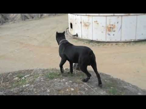 cane corso