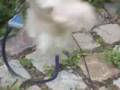 Struppi jagt Bienen (Struppi hunts bees)