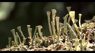 Cabo de Hornos - Bosques en Miniatura y Arte