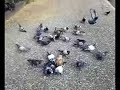 Tauben und Enten ( Saccara )