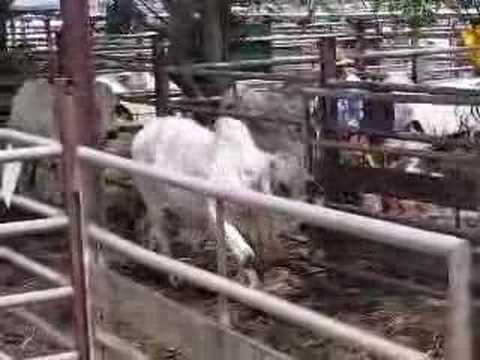 farm bull