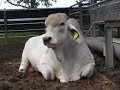 $100,000 BULL