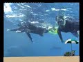 Chana, Arella and Eliran snorkeling with dolphins in Eilat