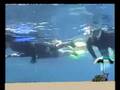 Chana, Arella and Eliran snorkeling with dolphins in Eilat