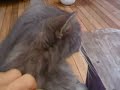 Luther Purrkins