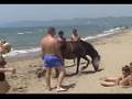 Horses in Albania Durres, vlore kali ne det