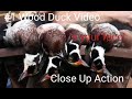Excellent! Wood Duck Hunt