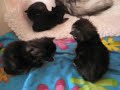 2 weeks old maine coon 2 weeks old maine coon