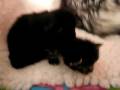 videos de 2 weeks old maine coon