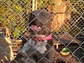 FIllmoe bluebrotherspits kennel enterview