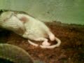 raton vs piton