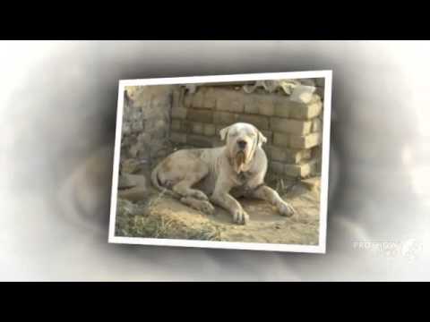 pakistani mastiff