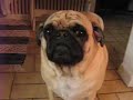 Frank The Pug